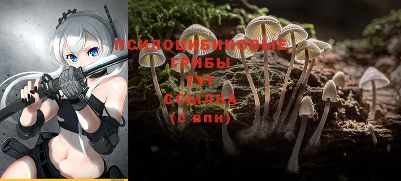 OMG онион  Петровск-Забайкальский  Псилоцибиновые грибы Psilocybe 